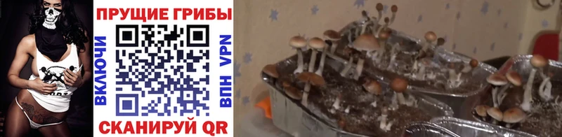 Купить  Североуральск  Псилоцибиновые грибы Cubensis 